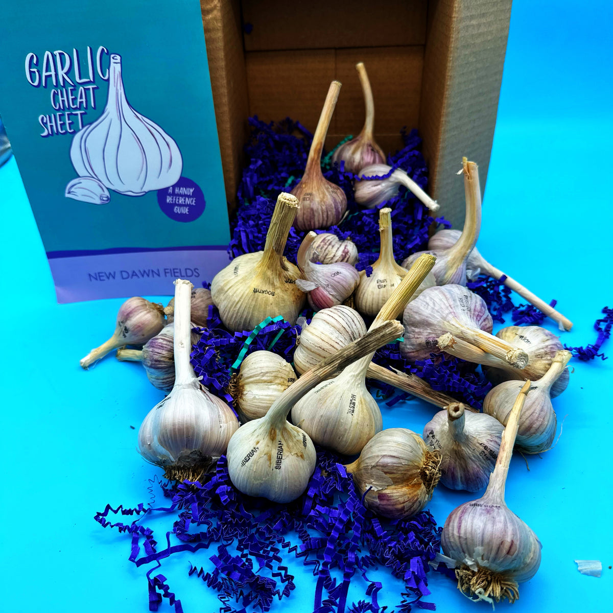 Garlic Variety Pack New Dawn Fields